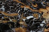 Polished Petrified Shrinkwood Slab - Parker, Colorado #378112-1